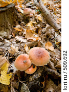 Гриб опёнок кирпично-красный ложный. Hypboloma sublateritium. Стоковое фото, фотограф Федор Королевский / Фотобанк Лори