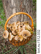 Грибы опята осенние, настоящие.Трихоломовые или рядовковые. Armillaria mellea. L. Стоковое фото, фотограф Федор Королевский / Фотобанк Лори