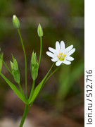 Звездчатка ланцетовидная (Stellaria holostea) Стоковое фото, фотограф Александр Максимов / Фотобанк Лори
