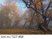 Крадущиеся в тумане... Стоковое фото, фотограф Круглов Олег / Фотобанк Лори