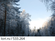 Зимний лес. Стоковое фото, фотограф Вячеслав Зитев / Фотобанк Лори