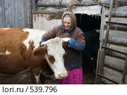 Бабушка и ее кормилица - Зорька. Стоковое фото, фотограф Ирина Солошенко / Фотобанк Лори