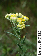 Цмин, или бессмертник, песчаный (Helichrysum arenarium) Стоковое фото, фотограф Галина Ермолаева / Фотобанк Лори