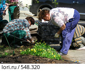 Женщины сажают цветы на клумбу в Коломенском парке (2008 год). Редакционное фото, фотограф lana1501 / Фотобанк Лори