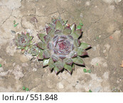 Молодило (Sempervivum) Стоковое фото, фотограф Виктор  Батавин / Фотобанк Лори