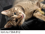 Кошка показывает язык. Стоковое фото, фотограф Ольга Герасимова / Фотобанк Лори