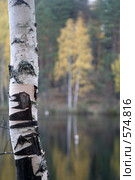 Одинокая березка на фоне осеннего леса, фрагмент. Стоковое фото, фотограф Gagara / Фотобанк Лори