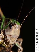 Кузнечик противобородавочный (Decticus verrucivorus) - лицевой портрет. Стоковое фото, фотограф Александр Савушкин / Фотобанк Лори
