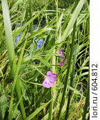 Кипрей - epilobium hirsutum. Стоковое фото, фотограф Вадим Кондратенков / Фотобанк Лори