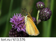 Thymelicus lineola - Толстоголовка тире (штрих, малая бурая, пырейная). Длинный хоботок. Стоковое фото, фотограф Александр Савушкин / Фотобанк Лори