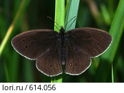 Aphantopus hyperantus - Сатир цветочный. Стоковое фото, фотограф Александр Савушкин / Фотобанк Лори