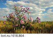 Степь. Полевые цветы. Стоковое фото, фотограф Игорь Струков / Фотобанк Лори