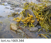 Водоросли фукусы (Fucus vesiculosus) на камнях. Белое море. Стоковое фото, фотограф Т. З. / Фотобанк Лори