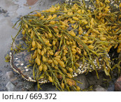Водоросли фукусы (Fucus vesiculosus) на камнях. Белое море. Стоковое фото, фотограф Т. З. / Фотобанк Лори