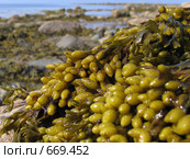 Водоросли фукусы (Fucus vesiculosus) на камнях. Белое море. Стоковое фото, фотограф Т. З. / Фотобанк Лори