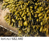 Водоросли фукусы (Fucus vesiculosus) на камнях. Белое море. Стоковое фото, фотограф Т. З. / Фотобанк Лори