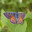 Червонец фиолетовый (Lycaena alciphron Rottemburg, 1775) Стоковое фото, фотограф Вячеслав Потапов / Фотобанк Лори