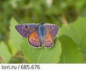 Червонец фиолетовый (Lycaena alciphron Rottemburg, 1775) Стоковое фото, фотограф Вячеслав Потапов / Фотобанк Лори