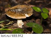 Гриб Amanita pantherina. Стоковое фото, фотограф Василий Вишневский / Фотобанк Лори