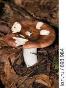 Сыроежка (Russula) Стоковое фото, фотограф Василий Вишневский / Фотобанк Лори