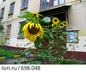 Подсолнухи у подъезда жилого дома. Город Химки (2008 год). Редакционное фото, фотограф Т. З. / Фотобанк Лори