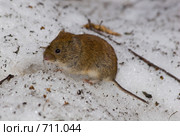 Полевка рыжая, Clethrionomys glareolus, Bank Vole. Стоковое фото, фотограф Василий Вишневский / Фотобанк Лори
