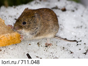 Полевка рыжая, Clethrionomys glareolus, Bank Vole. Стоковое фото, фотограф Василий Вишневский / Фотобанк Лори