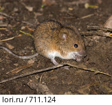 Мышонок. Мышь полевая, Apodemus agrarius, Striped Field Mouse. Стоковое фото, фотограф Василий Вишневский / Фотобанк Лори
