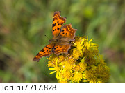 Углокрыльница С-белое, Polygonia c-album, Comma. Стоковое фото, фотограф Василий Вишневский / Фотобанк Лори
