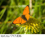 Червонец огненный, золотарниковый, Многоглазка огненная, Lycaena virgaureae, Scarce copper. Стоковое фото, фотограф Василий Вишневский / Фотобанк Лори
