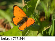 Червонец огненный, золотарниковый, Многоглазка огненная, Lycaena virgaureae, Scarce copper. Стоковое фото, фотограф Василий Вишневский / Фотобанк Лори