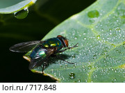 Падальница, зеленая падальная муха, Lucilia sericata, Common green bottle fly. Стоковое фото, фотограф Василий Вишневский / Фотобанк Лори