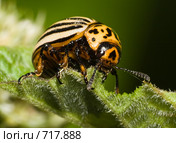 Колорадский картофельный жук, Leptinotarsa decemlineata, Colorado potato beetle, ten-striped spearman, ten-lined potato beetle. Стоковое фото, фотограф Василий Вишневский / Фотобанк Лори