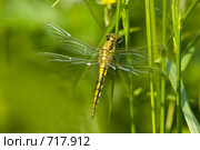 Симпетрум исчерченный, Sympetrum striolatum. Стоковое фото, фотограф Василий Вишневский / Фотобанк Лори
