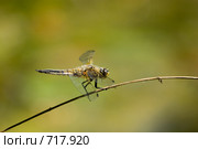 Стрекоза четырехпятнышковая, четырехпятнистая, Libellula quadrimaculata, Four-spotted Chaser. Стоковое фото, фотограф Василий Вишневский / Фотобанк Лори