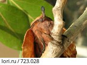 Коконопряд дуболистный  Gastropacha quercifolia. Стоковое фото, фотограф Варенов Дмитрий Владимирович / Фотобанк Лори