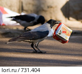 Ворона серая, Corvus cornix, Hooded (2008 год). Редакционное фото, фотограф Василий Вишневский / Фотобанк Лори