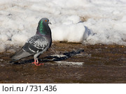 Голубь сизый, Columba livia, Rock Dove. Стоковое фото, фотограф Василий Вишневский / Фотобанк Лори