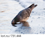 Голубь сизый, Columba livia, Rock Dove. Стоковое фото, фотограф Василий Вишневский / Фотобанк Лори