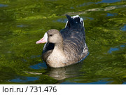 Гусь белолобый, Anser albifrons, White-fronted Goose. Стоковое фото, фотограф Василий Вишневский / Фотобанк Лори