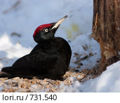 Дятел черный, Желна, Dryocopus martius, Black Woodpecker. Стоковое фото, фотограф Василий Вишневский / Фотобанк Лори