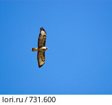 В небе синем. Канюк, Сарыч, Buteo buteo, Common Buzzard. Стоковое фото, фотограф Василий Вишневский / Фотобанк Лори