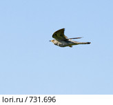 Кукушка, Cuculus canorus, Cuckoo. Стоковое фото, фотограф Василий Вишневский / Фотобанк Лори
