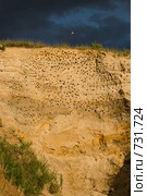 Ласточка береговая, Береговушка, Riparia riparia, Sand Martin. Стоковое фото, фотограф Василий Вишневский / Фотобанк Лори