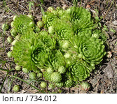 Растения Мещеры. Молодило отпрысковое, или молодило побегоносное (Sempervivum soboliferum) Стоковое фото, фотограф Инна Грязнова / Фотобанк Лори