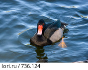 Нырок пампасный, Netta peposaca, Rosybill Pochard. Стоковое фото, фотограф Василий Вишневский / Фотобанк Лори