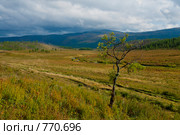 Карликовая березка. Стоковое фото, фотограф Алексей Еманов / Фотобанк Лори