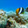 Рыбы-клоуны ( Amphiprion bicinctus) и пузырьковая анемона (Entacmaea quadricolor). Подводная съемка. Стоковое фото, фотограф Мельников Дмитрий / Фотобанк Лори