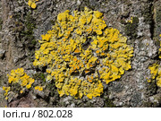 Лишайник - ксантория постенная или стенная золотнянка - Xanthoria parietina. Стоковое фото, фотограф Иван Сазыкин / Фотобанк Лори