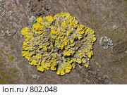 Лишайник - ксантория постенная или стенная золотнянка - Xanthoria parietina. Стоковое фото, фотограф Иван Сазыкин / Фотобанк Лори